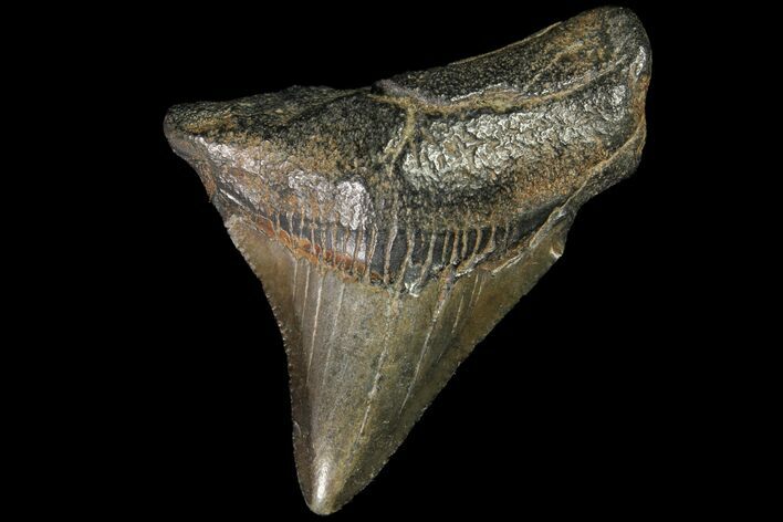 Juvenile Megalodon Tooth - Georgia #115657